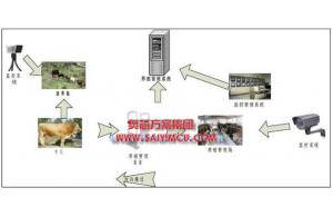 通過(guò)物聯(lián)網(wǎng)技術(shù)管理肉牛養殖方案